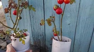 Томат Бонсай. или как садить карликовые томаты.