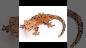 Топ 5 ДОМАШНИХ ЯЩЕРИЦ\пишите в комментариях какая ящерка вам понравилась больше всего:3