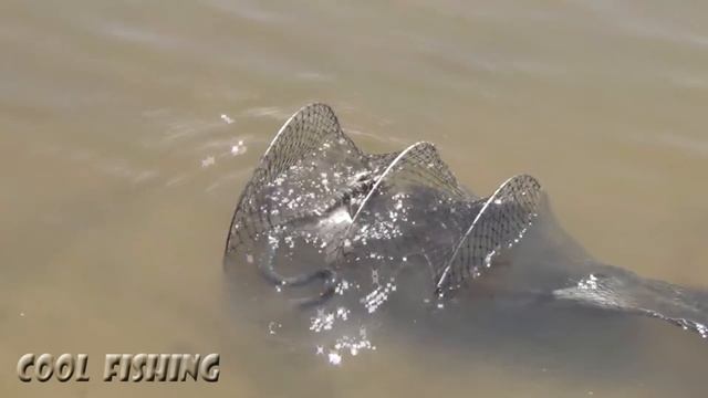 Гадюка на рыбалке/Украла рыбу и не справилась с добычей смотреть онлайн