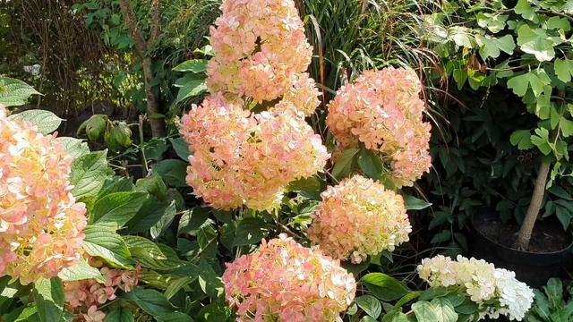 Самарская Лидия покорила ) ! Прогулка - обзор нашего САДА . Начало осени - очень красивая пора ) ! смотреть онлайн