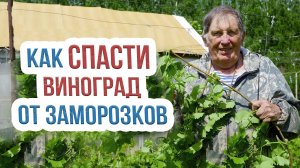 Защита винограда от заморозков. Как спасти виноград от заморозков с помощью дождевания?