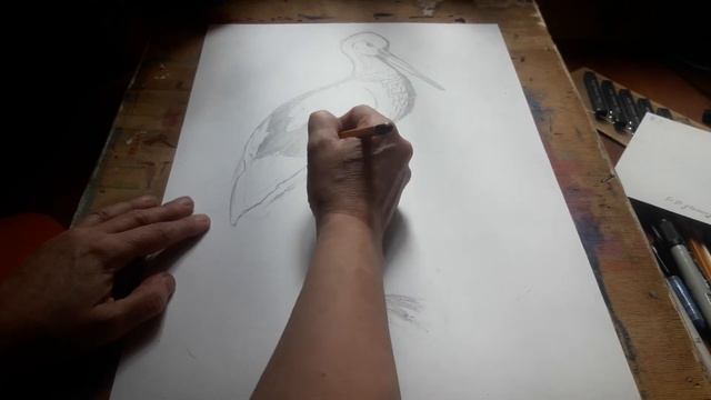 РИсуем аиста графическими материалами - карандашом. смотреть онлайн