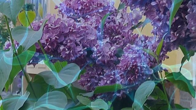 Георгий Шлифер "Милая моя" смотреть онлайн