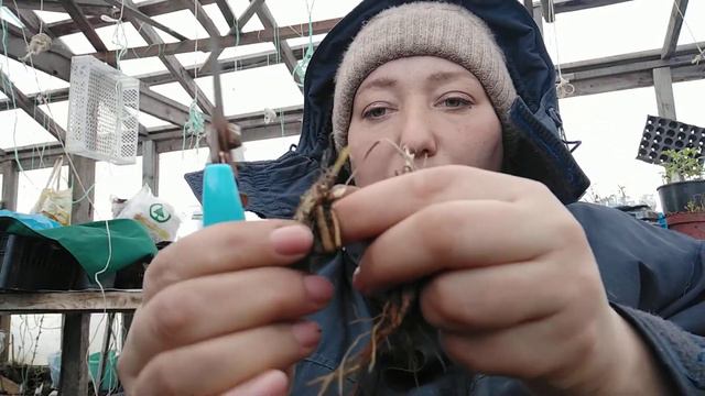 Лилейники для ленивых садоводов смотреть онлайн