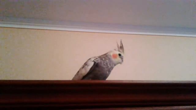 Попугаичьи трели 2 смотреть онлайн