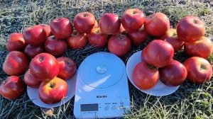 ЯБЛОНЯ ЭНТЕРПРАЙЗ