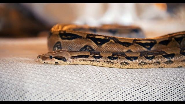 s python lying on the bed in a studio смотреть онлайн