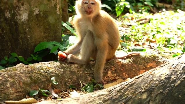 Joyce react to Rojo while eat rose apple with cute style, he get well with her смотреть онлайн