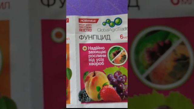 Мучнистая роса на винограде. Как бороться с Оидиумом #shorts смотреть онлайн