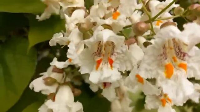 Катальпа - экзотическое растение, со своей историей и легендой. смотреть онлайн