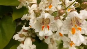 Катальпа - экзотическое растение, со своей историей и легендой.