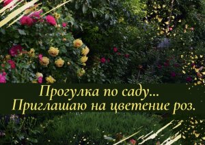 Прогулка по саду... Приглашаю на цветение роз.