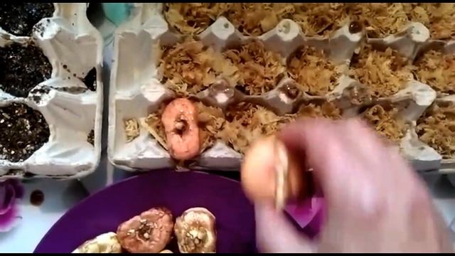 Яичные лотки для гладиолусов. Проращиваем клубнелуковицы.. смотреть онлайн