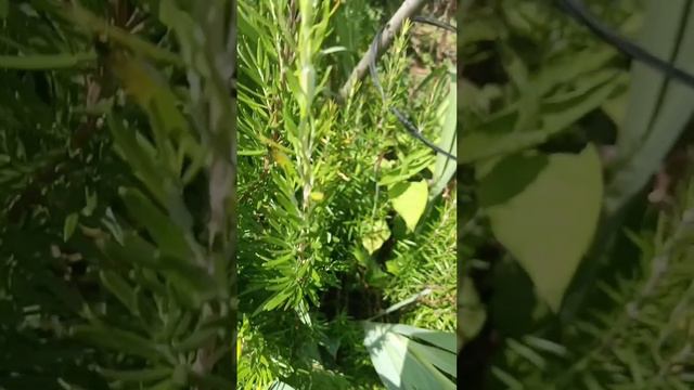 Собираем розмарин в Абхазии для наших специй