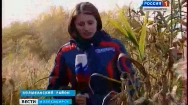 В последние годы бобры взялись за активное строительство в Новосибирской области Колыванского рн. смотреть онлайн