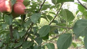 Яблоня Маджестик, Остап, Реглиндис, Озарк Голд, Голд Пинк, Прайм Голд, Голд Стар, Голден Колона...