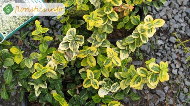 ? Растение бересклет – посадка и уход: размножение и обрезка бересклета – описание