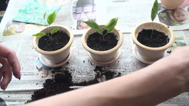 Укоренённые черенки. Посадка фикуса. Медитация и просто красивые горшочки ❀ смотреть онлайн