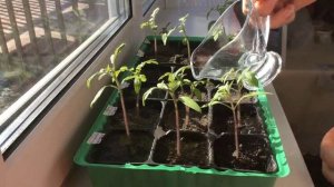 Как правильно поливать рассаду томатов (помидор). 2 Марта 2015 г. Что нужно знать.