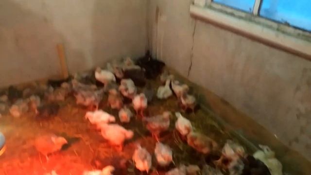 Мастер грей. Уже не крросс, а просто домашние мясо-яичные смотреть онлайн