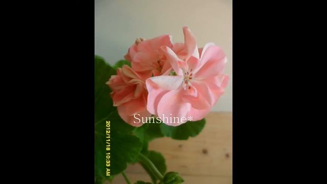 Pelargonium Deacon Constancy 1 смотреть онлайн