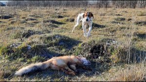 Охота с Русской пегой гончей # 33. Внимание! Работает Фагот!!!