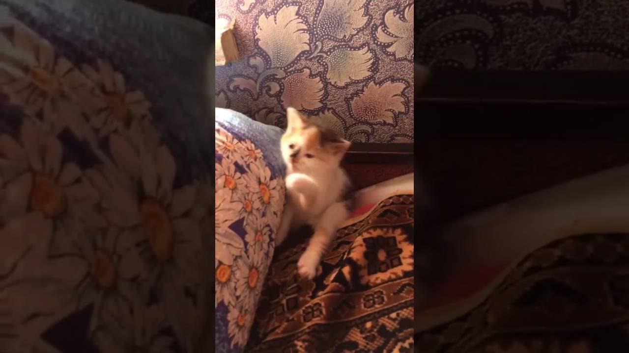 Cute Sleepy Kitten смотреть онлайн
