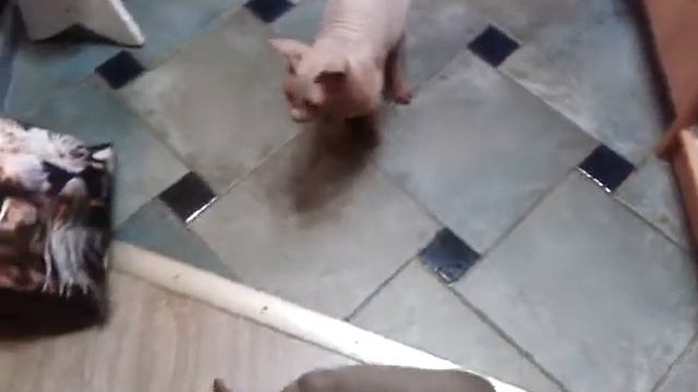Мы купили собаку смотреть онлайн