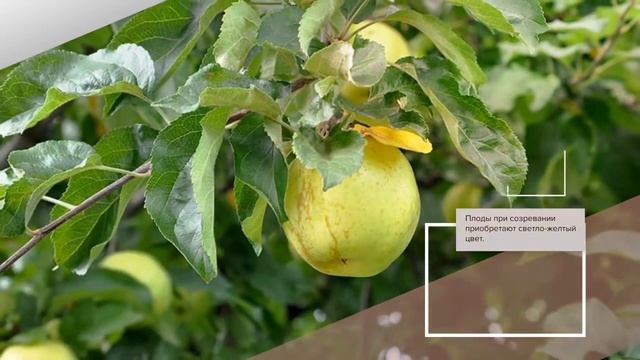 Яблоня Желанное - обзор сорта смотреть онлайн