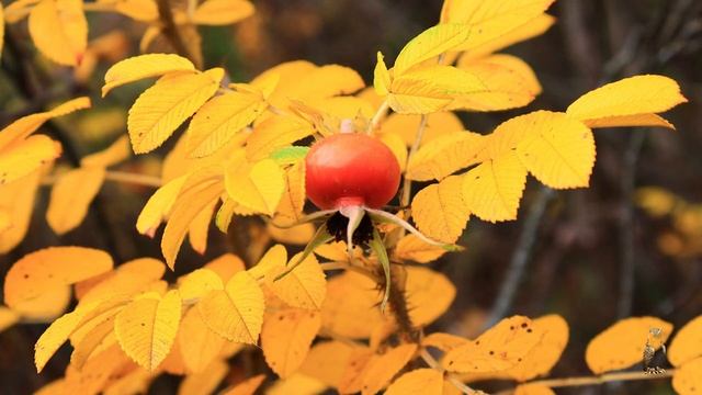 Как жаль, что розы отцветают Великий князь Константин Романов смотреть онлайн