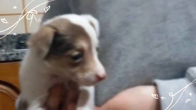 Papà mi manchi смотреть онлайн