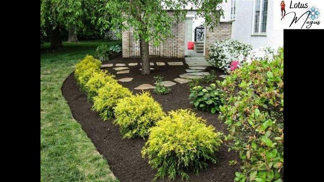 Gold mop cypress pruning - Full information check link in description. смотреть онлайн