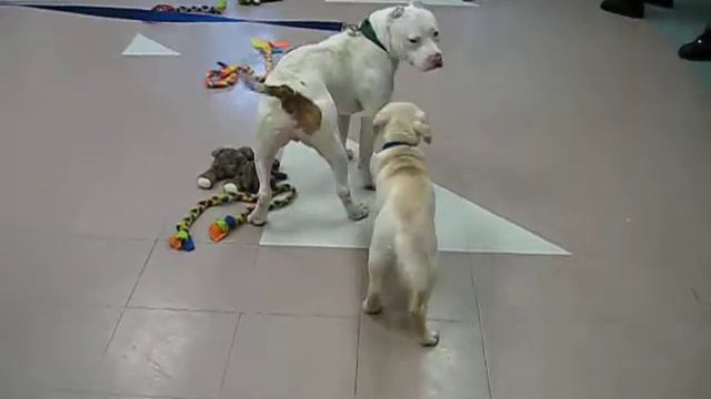 Lab puppy Drake playing with Pitbull. смотреть онлайн