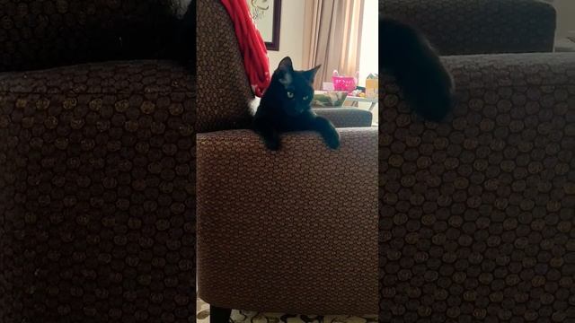 песенка кота смотреть онлайн