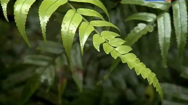 Австралия   путешествие во времени Australia   The Time Traveller's Guide