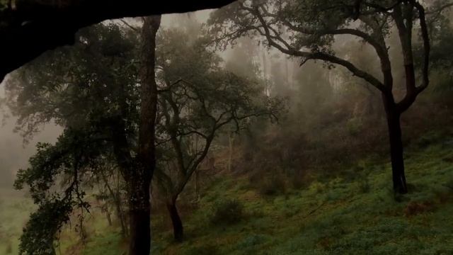 Направляемая медитация с Муджи смотреть онлайн