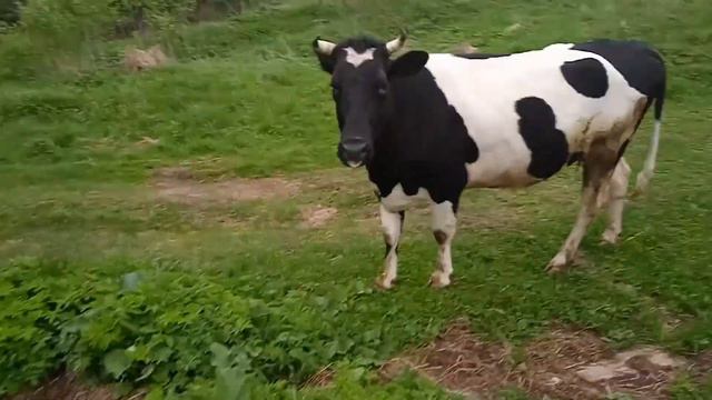 КОРОВА КАТТЯ НА ПРОГУЛКЕ смотреть онлайн