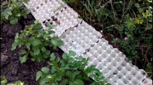 ОТВЕЧАЮ НА ВОПРОС. МОЙ ОПЫТ ИСПОЛЬЗОВАНИЯ ЯИЧНЫХ ЛОТКОВ на огороде