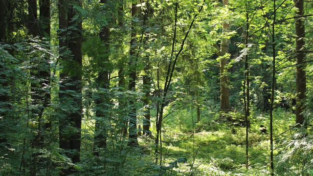 First Second Steps - Morning Forest смотреть онлайн