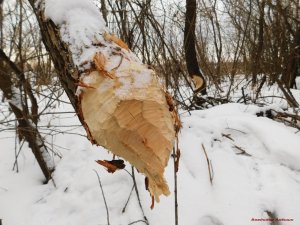 Бобры валят деревья