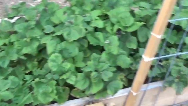 Garlic Harvest, Ground Cherries And Radish Pods