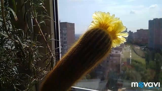 цветение кактуса? Notocactus (Parodia) Leninghausii