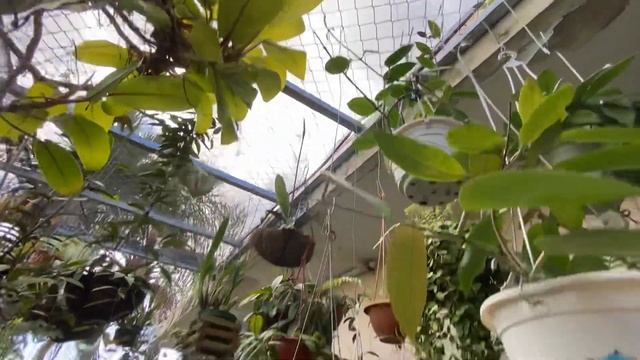 Hoya Polyneura Broget Y Hoya Serpens