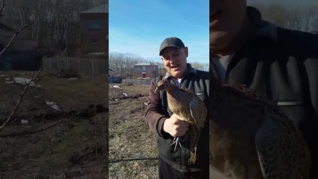 ФАЗАНЫ ФАЗАНЫ. Летать так летать. смотреть онлайн