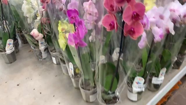 ОБИ Москва Варшавское шоссе ☺️обзор орхидей в наличии смотреть онлайн
