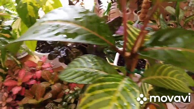 Комнатные растения. Семейство Акантовых. Новичок. Будьте внимательны ! смотреть онлайн