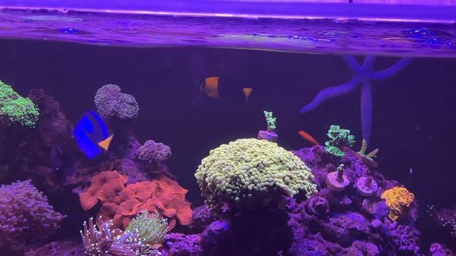 Морской аквариум 500 литров дома. 6 месяцев после запуска. смотреть онлайн