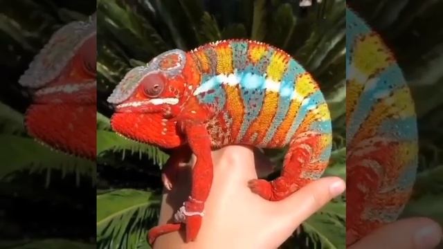 Хамелеон смотреть онлайн