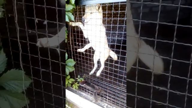 Мелитополь. Зоопарк. Страус Юг. смотреть онлайн