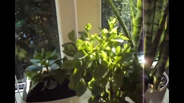 "Комнатные цветы, сентябрь-1. Сансевиерия, Пеперомия, Сингониум, Кофейное Дерево, Соланум, Каланхоэ смотреть онлайн